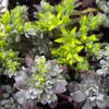 Sedum spathrofolium 'Carnea'