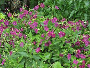 Nicotiana  'Perfume Deep Purple'