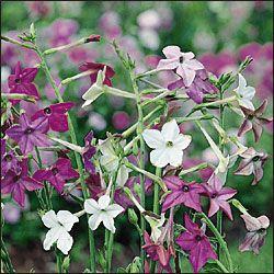 Nicotiana alata 'Perfect Mix'