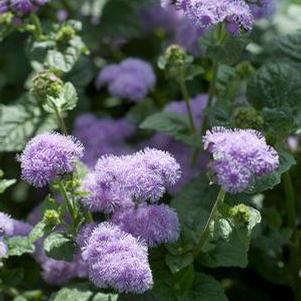 Ageratum houstonianum 'Blue Horizon' Ageratum houstonianum 'Blue Horizon'