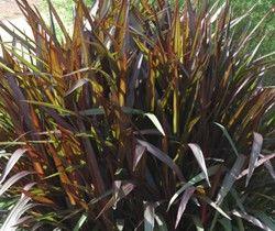 Pennisetum setaceum 'Princess' Pennisetum setaceum 'Princess'