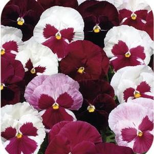 Pansy  'Atlas Mix Raspberry'