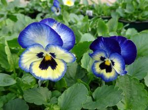 Pansy 'Blueberry Thrill' Pansy 'Blueberry Thrill'
