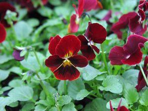 Viola  'Penny Red Blotch'