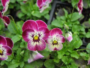 Viola cornuta 'Valentine'