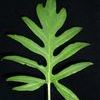 Alocasia brancifolia