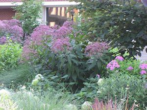 Eupatorium maculatum 'Gateway'