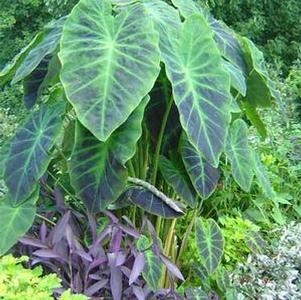 Colocasia  'Illustris'