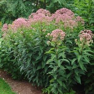 Eupatorium maculatum Eupatorium maculatum