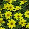 Bidens  'Marietta  Gold Spark'