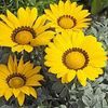 Gazania  'Frosty Kiss Yellow'