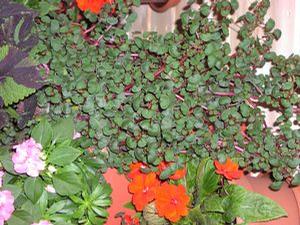 Impatiens repens 
