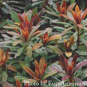 Euphorbia amygdaloides 'Efanthia'
