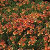 Nemesia  'Angelart Orange'