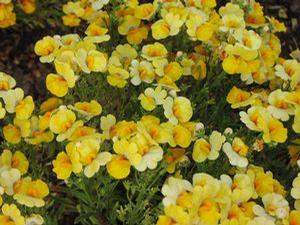 Nemesia  'Angelart Pear'