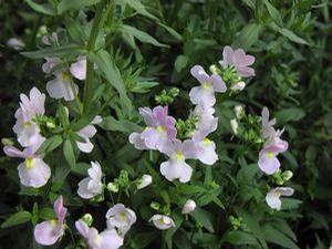 Nemesia 'Opal Innocence' Nemesia 'Opal Innocence'
