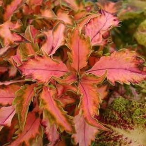 Coleus  'Beauty of Lyon'