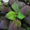 Perilla  'Gage's Shadow'
