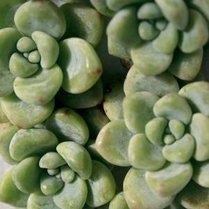 Sedum clavatum