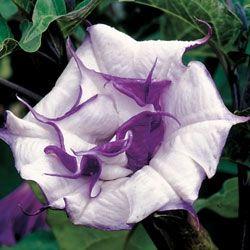 Datura chlorantha 'Ballerina Purple' Datura chlorantha 'Ballerina Purple'