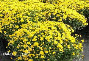 Chrysanthemum Belgian 'Urano Yellow'