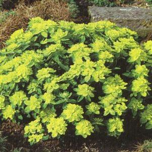 Euphorbia polychroma