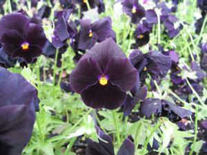 Pansy  'Halloween ll'