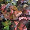 Acalypha  'Beyond Paradise'