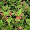 Alternanthera  'Partytime'