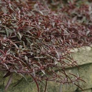 Alternanthera  'Royal Tapestry'