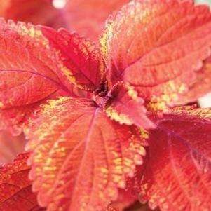 Coleus  'Big Red Judy'