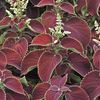 Coleus  'Chocolate Mint'
