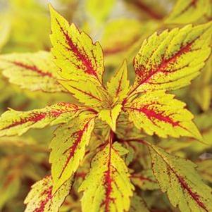 Coleus  'Pineapple Splash'