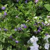 Browallia americana 'Sky Blue'