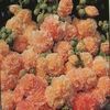 Alcea rosea 'Peaches 'n' Dreams'