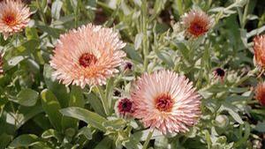 Calendula  'Triangle Flashback'