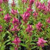 Celosia spicata 'Star Trek Rose Pink'
