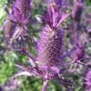 Eryngium  'Neon Purple Sheen'