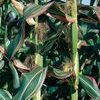 Zea mays japonica