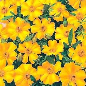 Marigold  'La Bamba'