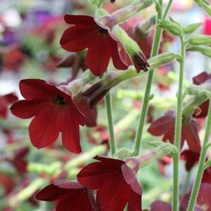 Nicotiana  'Babybella'