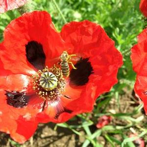 Papaver commutatum 'Ladybird' Papaver commutatum 'Ladybird'