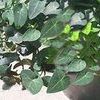 Hedera deltoidia 'Sweetheart'