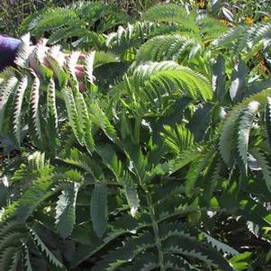 Melianthus major