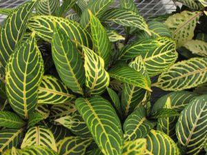 Sanchezia speciosa