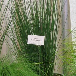 Juncus  'Blue Arrow'