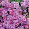 Ageratum  'Artist Blue Violet®'