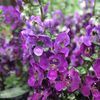 Angelonia  'Angelface Dark Violet®'