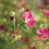 Anisodontea  'Very Cranberry'
