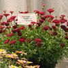Argyranthemum frutescens 'Crested Merlot'